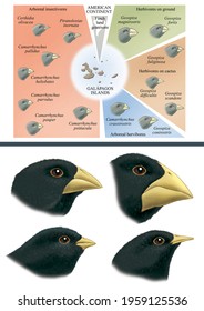 Natural Selection And Adaptation. Darwin's Theories. Adaptive Varieties Of Finches In The Galapagos Islands.