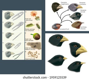 Natural Selection And Adaptation. Darwin's Theories. Adaptive Varieties Of Finches In The Galapagos Islands.