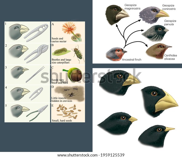 Natural Selection Adaptation Darwins Theories Adaptive 스톡 일러스트 1959125539 4739