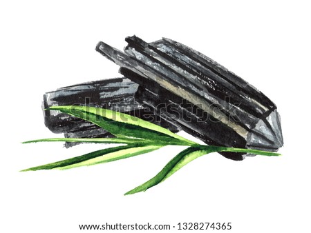Natural wood charcoal with green stem. Watercolor hand drawn illustration  isolated on white background