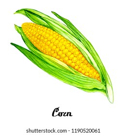 Nature Watercolour Corn Poster For Web, Poster, Card, Illustration