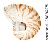 Nautilus shell and sea pebbles on white background. Watercolor illustration in warm colors. The drawing is hand drawn. Suitable for cards, invitations and textiles.