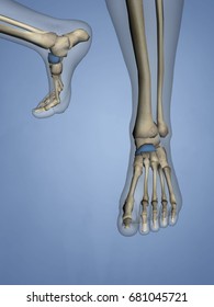 Navicular Bone 3d Model Stock Illustration 681045721 | Shutterstock