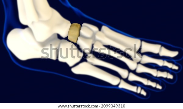 Navicular Foot Bone Human skeleton anatomy 3D\
Rendering For Medical\
Concept