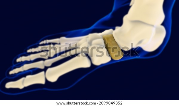 Navicular Foot Bone Human skeleton anatomy 3D\
Rendering For Medical\
Concept