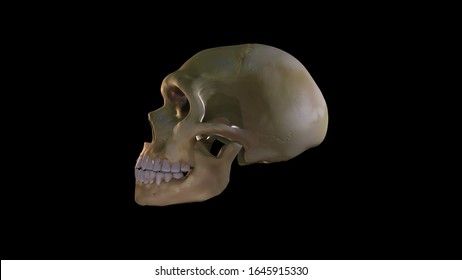 Neanderthal Skull, 3d-image Archaeology, La Ferrassie, Reconstruction, Side View