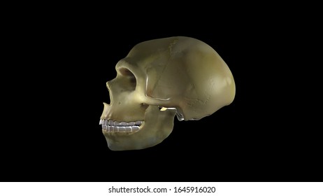 Neanderthal Skull, 3d-image Archaeology, La Chapelle Aux Saints, Reconstruction, Side View