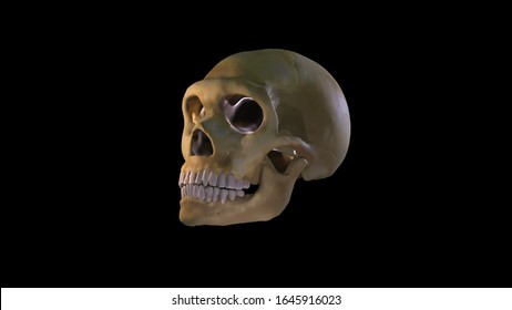 Neanderthal Skull, 3d-image, Archaeology, La Ferrassie, Reconstruction