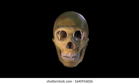 Neanderthal Skull, 3d-image Archaeology, La Ferrassie, Reconstruction, Front View