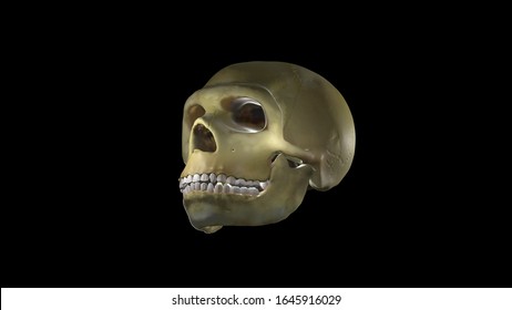 Neanderthal Skull, 3d-image Archaeology, La Chapelle Aux Saints, Reconstruction