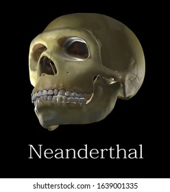 Neanderthal Skull Reconstruction Archaeology Anthropology