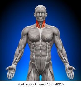 Neck - Anatomy Muscles