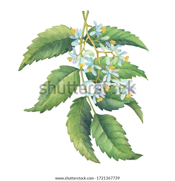 Neem Tree Branches Green Leaves Flowers Stock Illustration