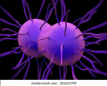 Neisseria Gonorrhoeae Bacteria