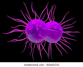 Neisseria Gonorrhoeae Bacteria