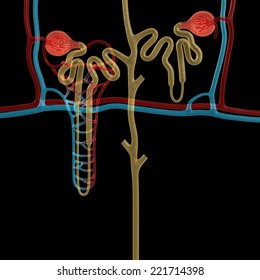 Nephron