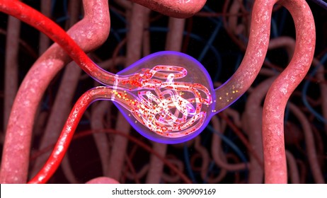 Nephron Functioning 