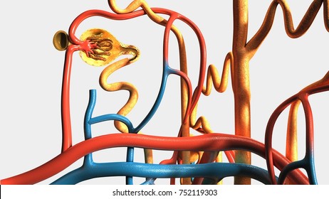 256 Parts Of The Nephron Images, Stock Photos & Vectors | Shutterstock