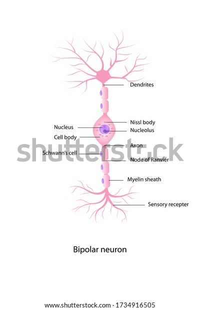 Nerve Cell Anatomy Shows Cell Body Stock Illustration 1734916505 ...