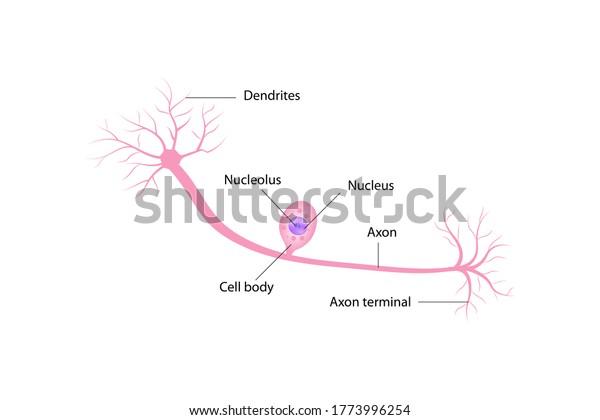 Nerve Cell Anatomy Shows Cell Body Stock Illustration 1773996254