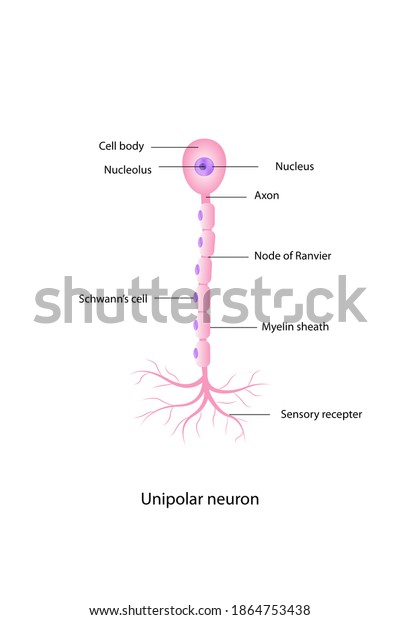 Nerve Cell Anatomy Shows Cell Body Stock Illustration 1864753438