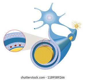 Nerve Cell Axon And Myelin Sheath