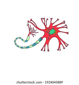 Nerve Cell Illustration In Color On White Background