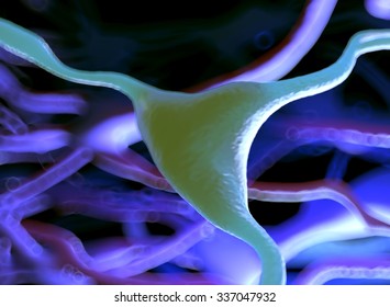 nerve cells from cerebral cortex