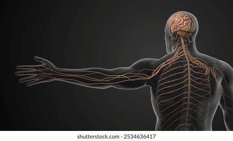 Nerve Compression in Neck Causing Radiculopathy 3d illustration