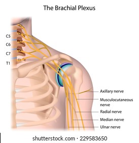 Nerves of the brachial plexus labeled.