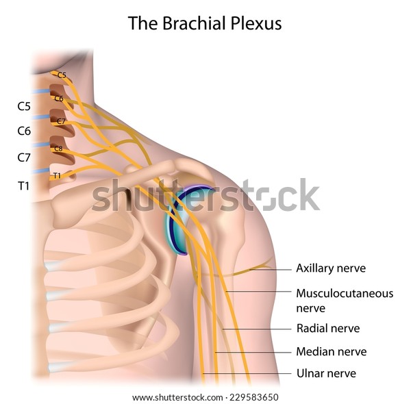 Nerves Brachial Plexus Labeled 库存插图229583650