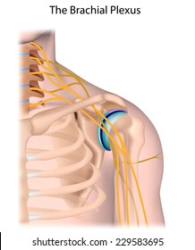 Nerves Of The Brachial Plexus Unlabeled.