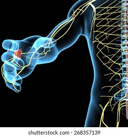 Nervous System