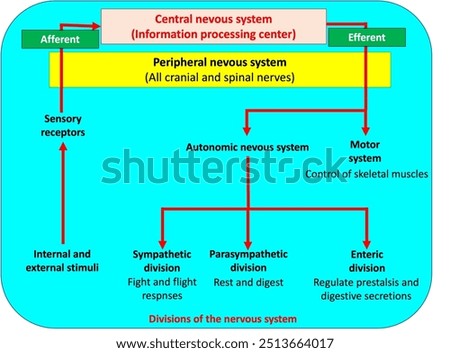 The nervous system consists of central and peripheral nervous systems. The peripheral nervous system includes afferent (sensory) and efferent (motor and autonomic divisions)