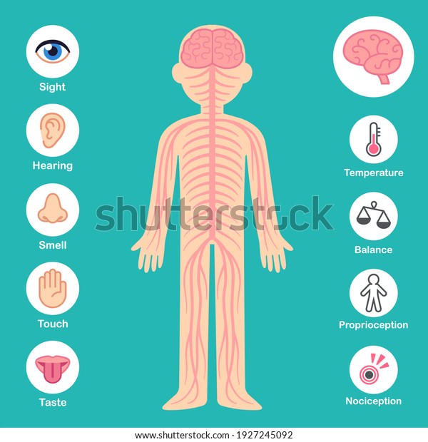 Nervous system infographic chart. Brain and\
nerves on body silhouette, senses and perception icons. Health and\
medical\
illustration.