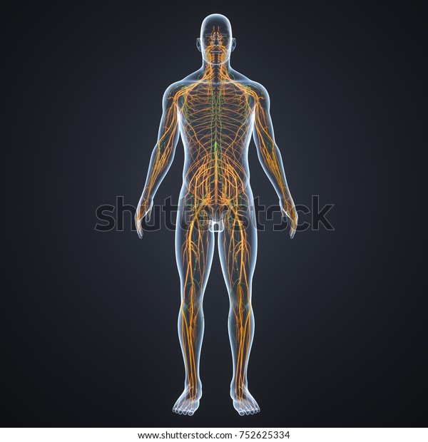 Nervous System Lymph Nodes 3d Illustration Stock Illustration 752625334