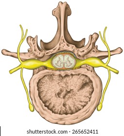 Nervous System Spinal Cord Lumbar Spine Stock Illustration 265652411 