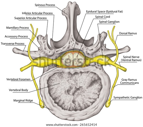 Lumbar Nerve Root Diagram