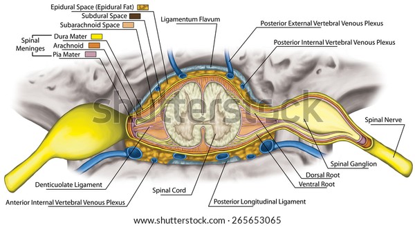 Nervous system,\
structure of spinal cord, lumbar spine, nerve root, lumbar\
vertebra, anatomy of human skeletal and nervous system, Intercostal\
venus and venous plexuses of vertebra\
