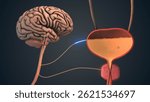 Neural Control of Bladder by Brain Signals 3D Illustration