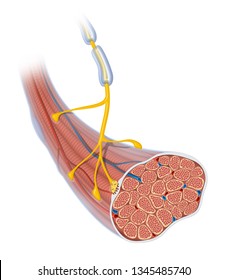 Neuromuscular Junction Skeletal Muscle Motor Neuron Stock Illustration ...