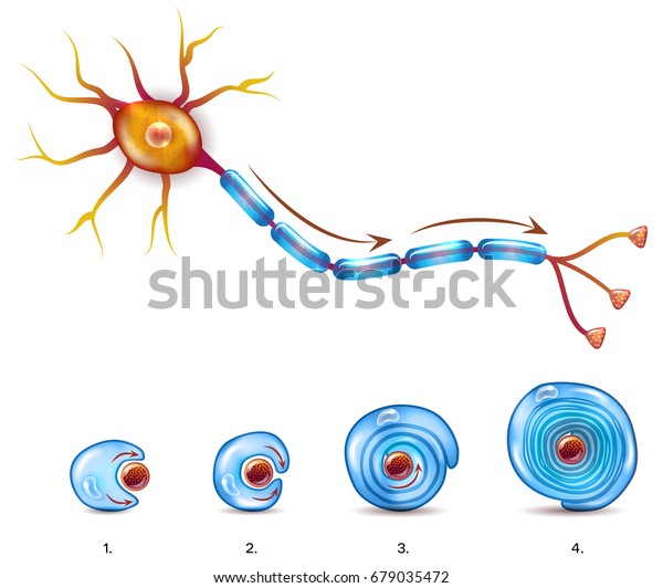 軸索の周りのニューロンの解剖とミエリン鞘形成 のイラスト素材