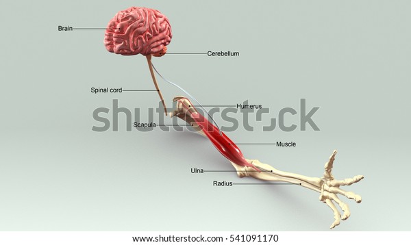 Neuron motor 3d\
illustration