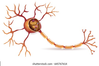 Neuron, Nerve Cell Detailed Anatomy Cross Section Illustration With Organelles