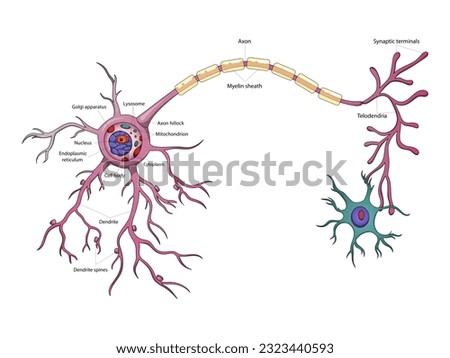 Neuron structure brain cell diagram schematic raster illustration. Medical science educational illustration
