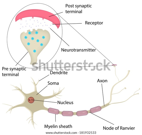 ニューロンとシナプス標識図 のイラスト素材