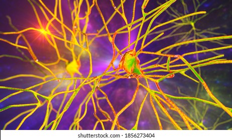 Neurons, 3D illustration showing brain cells located in the temporal cortex of the human brain in Brodmann area 20. They are involved in high-level visual processing and recognition memory