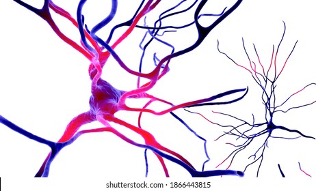 113 Brodmann Images, Stock Photos & Vectors | Shutterstock