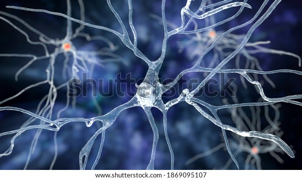 Neurons, 3D
illustration showing brain cells located in the precentral gyrus of
the frontal cortex of the human brain. They control movements of
the contralateral side of the
body