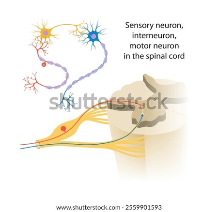 Neurons are found in the nervous system, divided into three classes: sensory neurons, motor neurons, and interneurons